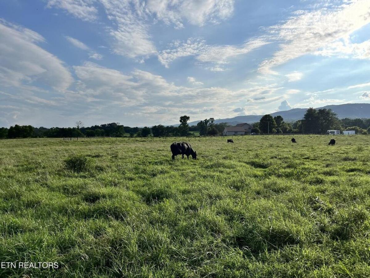 Picture of Residential Land For Sale in Pikeville, Tennessee, United States