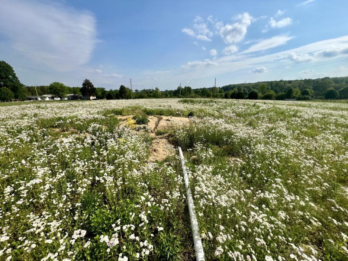 Picture of Residential Land For Sale in Bryant, Alabama, United States