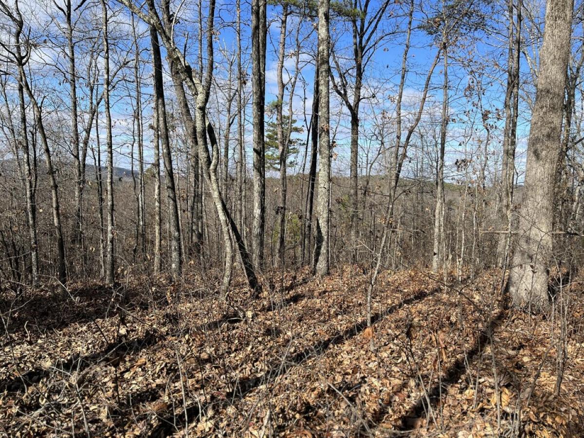 Picture of Residential Land For Sale in Rocky Face, Georgia, United States