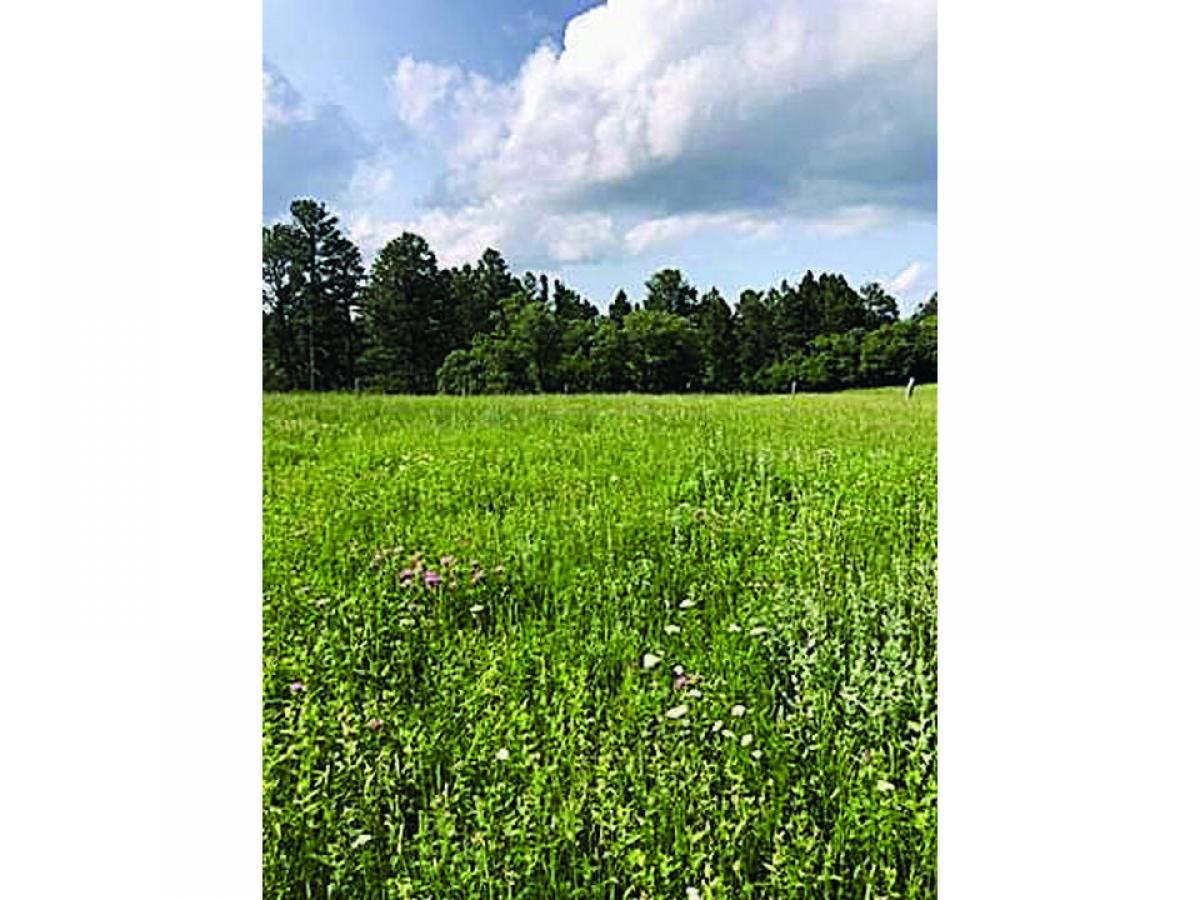 Picture of Residential Land For Sale in Sundance, Wyoming, United States