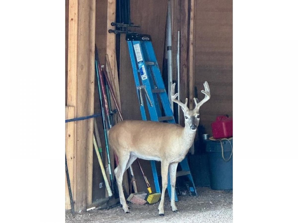 Picture of Home For Sale in Hill City, South Dakota, United States