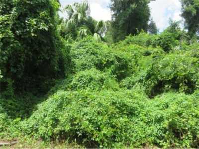 Residential Land For Sale in Summerfield, Florida