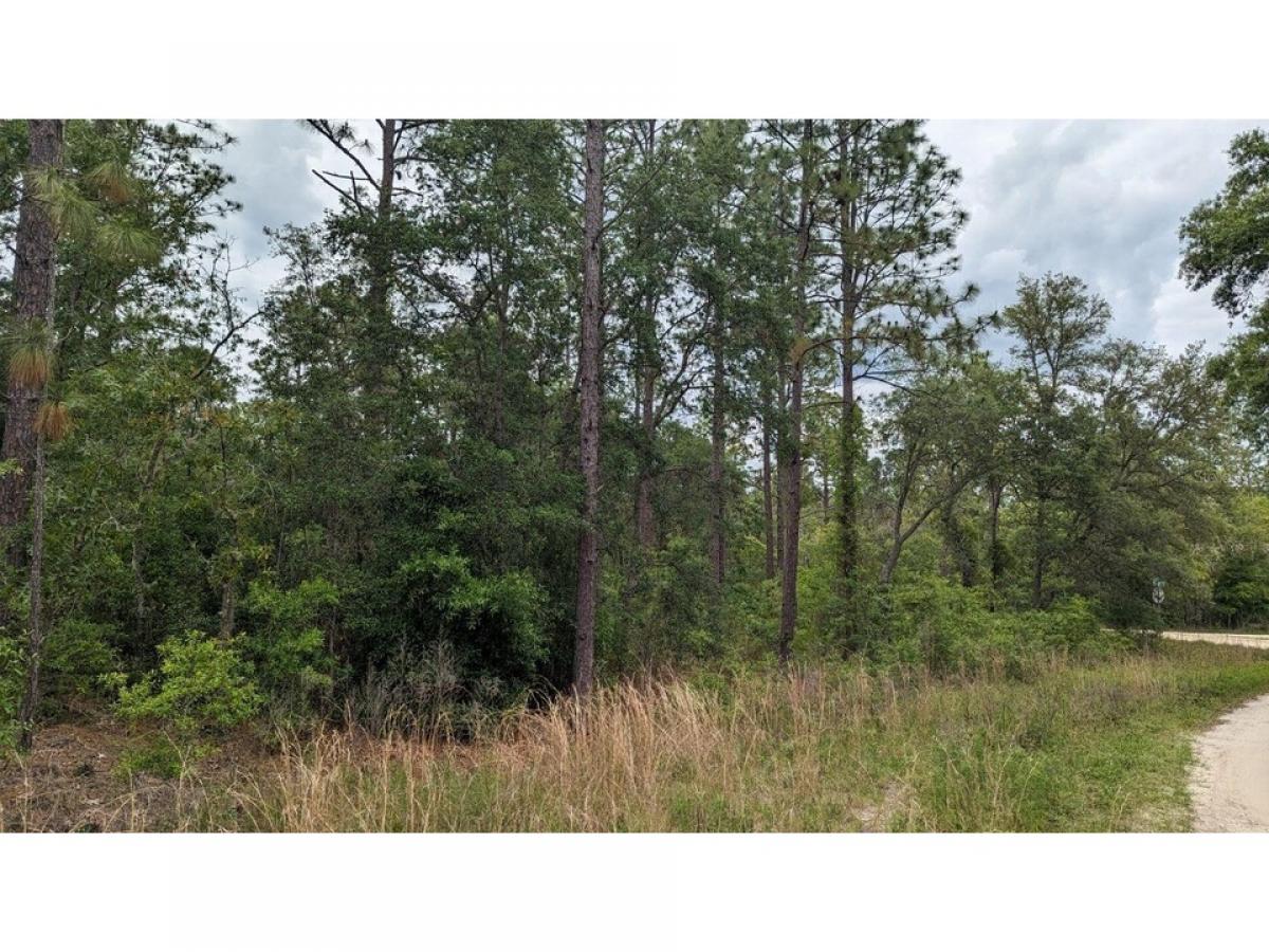 Picture of Residential Land For Sale in Ocala, Florida, United States