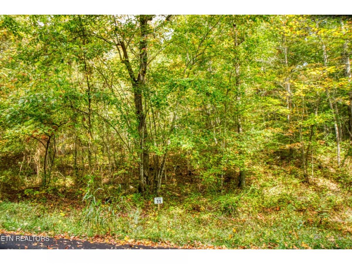 Picture of Residential Land For Sale in Allardt, Tennessee, United States