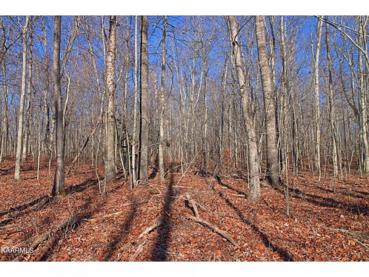 Picture of Residential Land For Sale in Allardt, Tennessee, United States