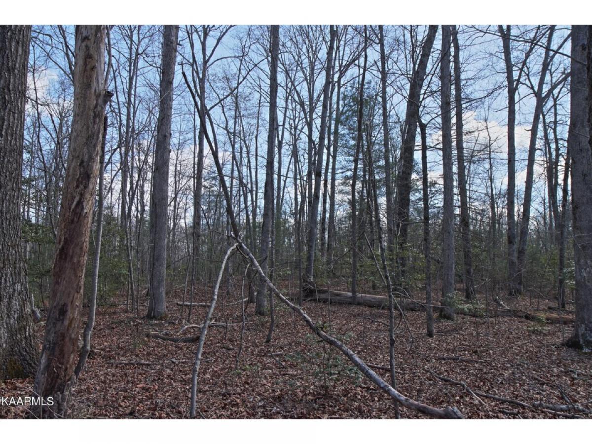 Picture of Residential Land For Sale in Allardt, Tennessee, United States