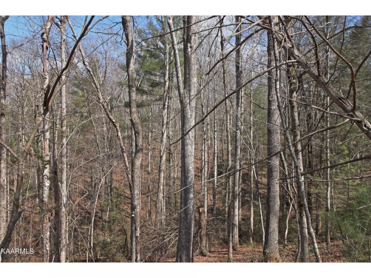 Picture of Residential Land For Sale in Allardt, Tennessee, United States