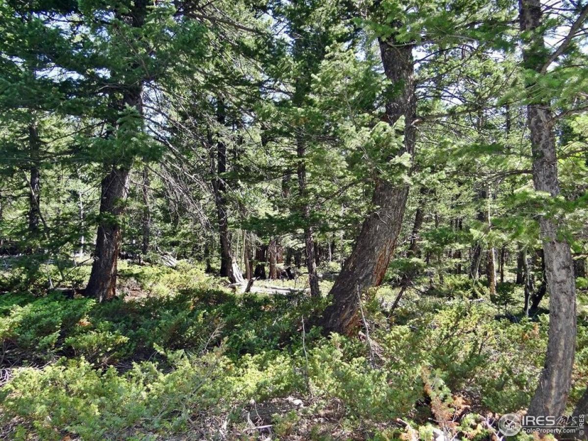 Picture of Residential Land For Sale in Red Feather Lakes, Colorado, United States