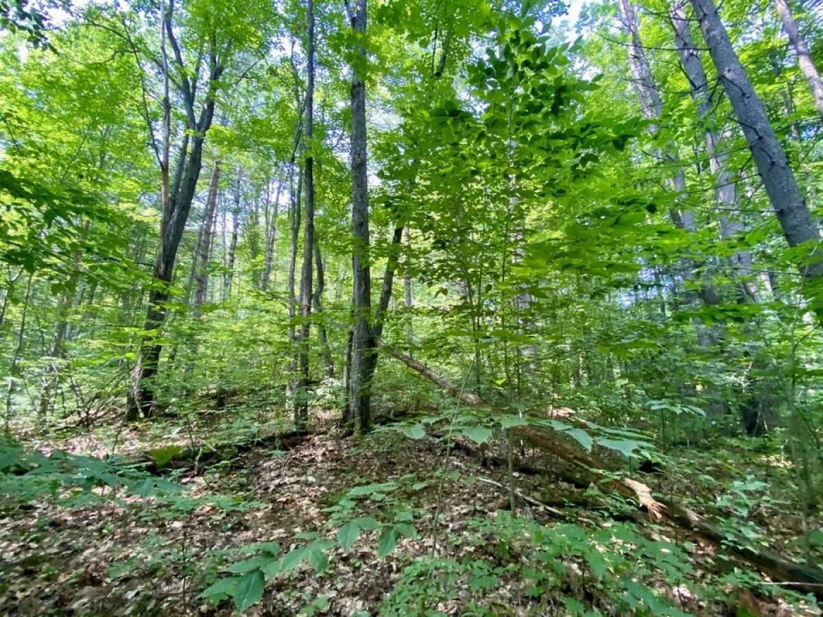 Picture of Residential Land For Sale in Gaylord, Michigan, United States