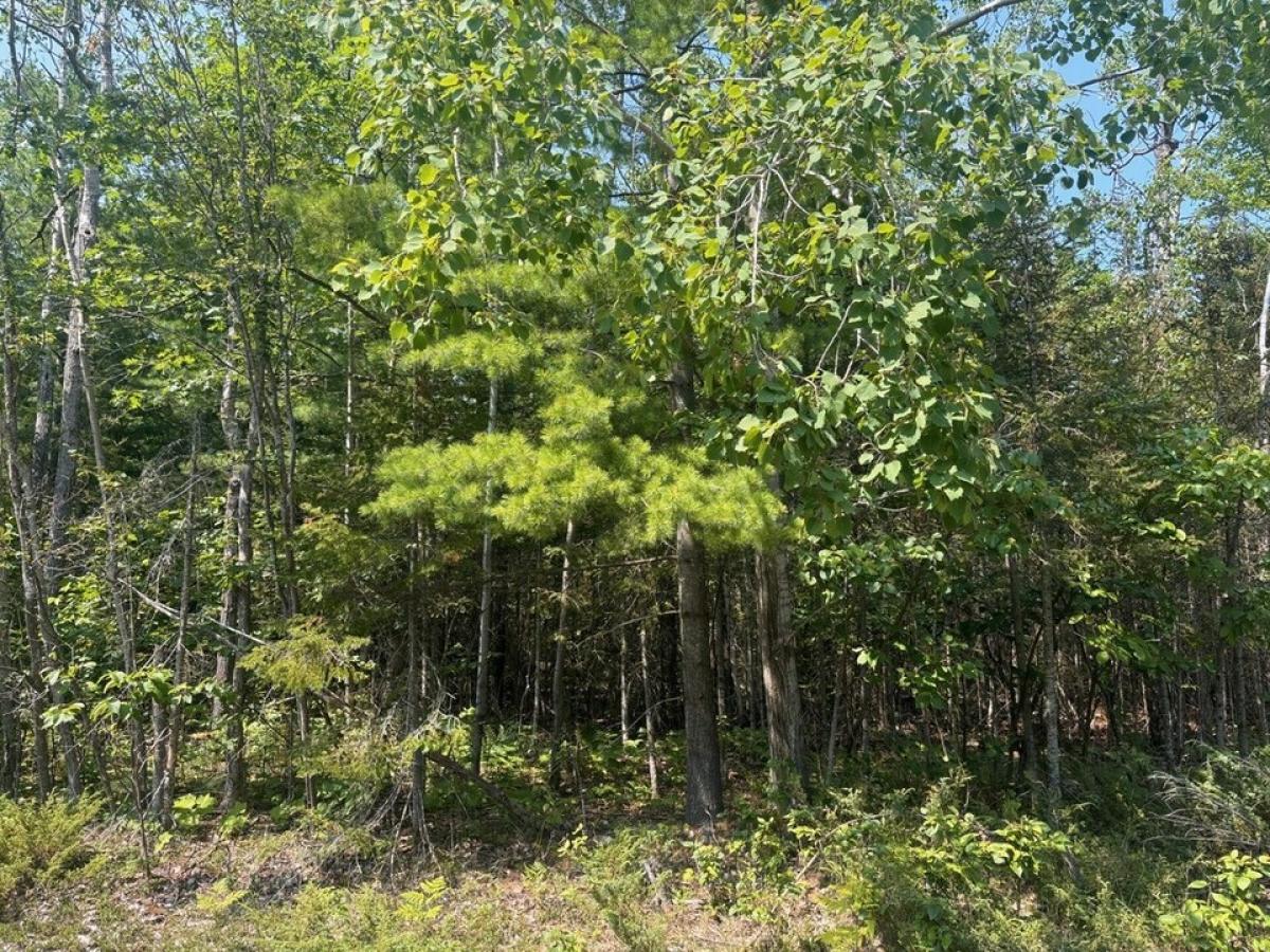 Picture of Residential Land For Sale in Presque Isle, Michigan, United States