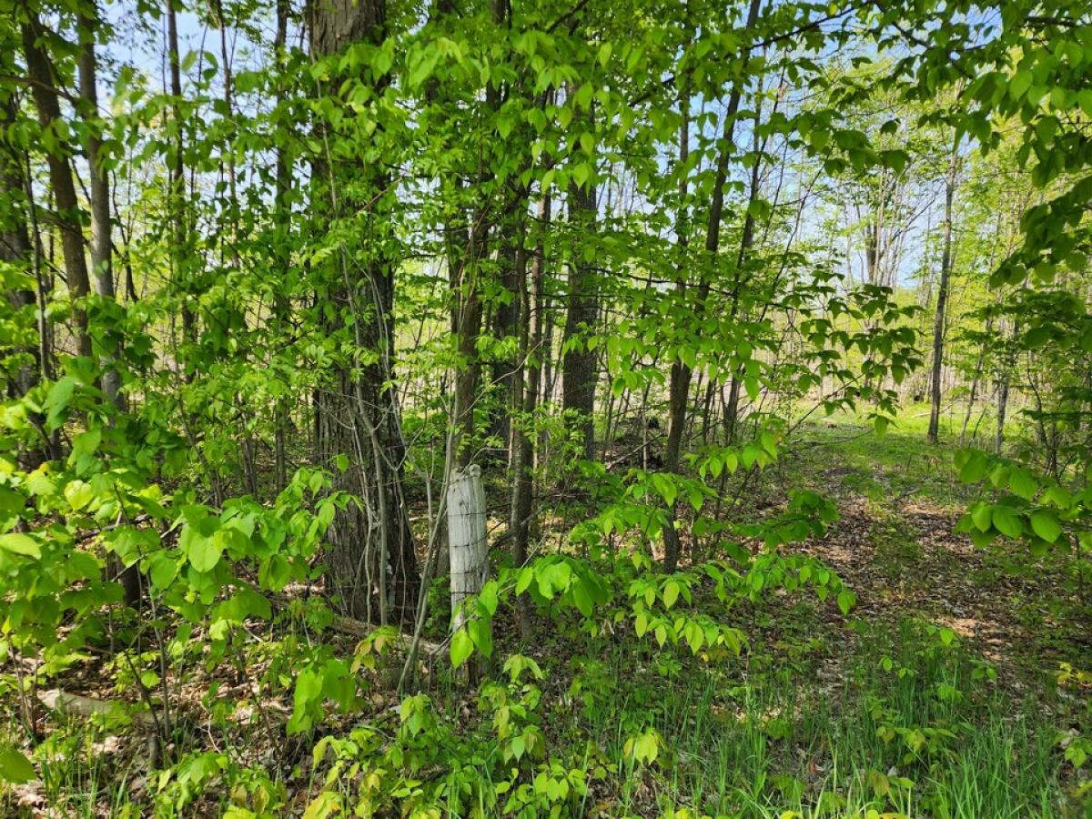 Picture of Residential Land For Sale in Hillman, Michigan, United States