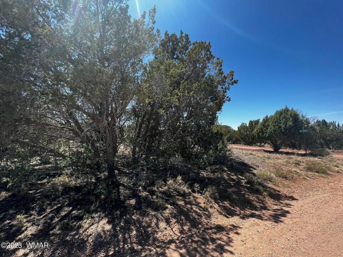 Picture of Residential Land For Sale in White Mountain Lake, Arizona, United States