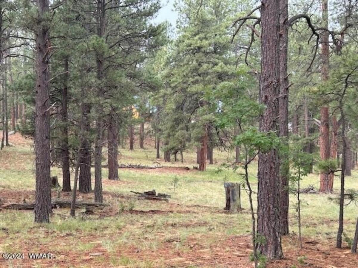 Picture of Residential Land For Sale in Alpine, Arizona, United States