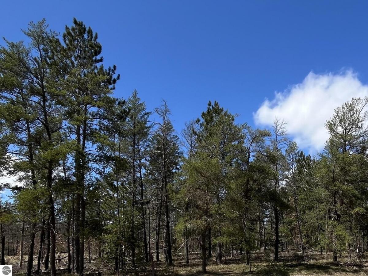 Picture of Residential Land For Sale in Grayling, Michigan, United States