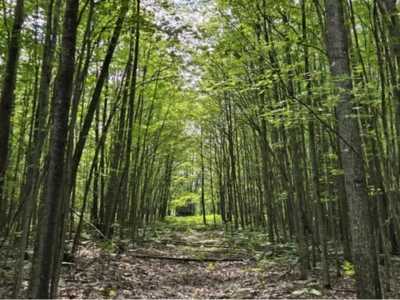 Residential Land For Sale in Lincoln, Michigan