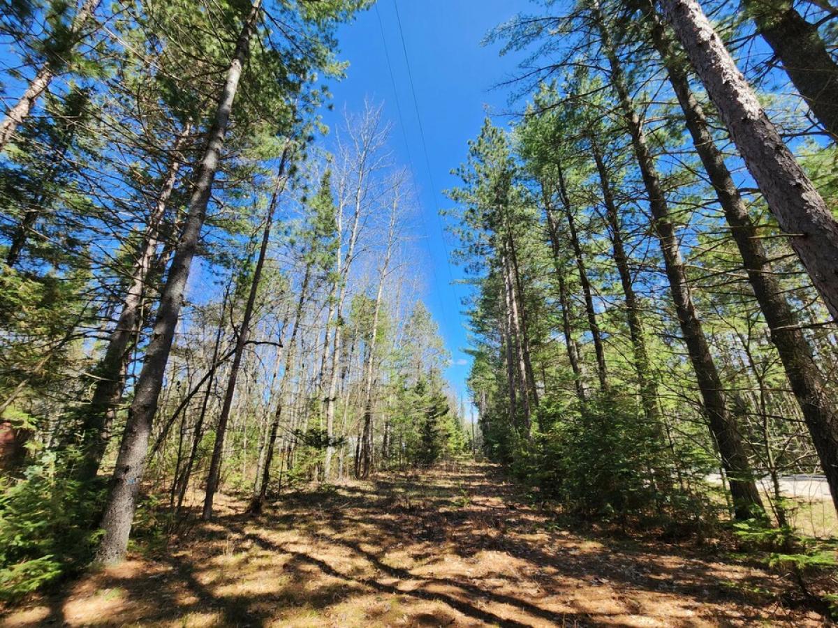 Picture of Residential Land For Sale in Mio, Michigan, United States