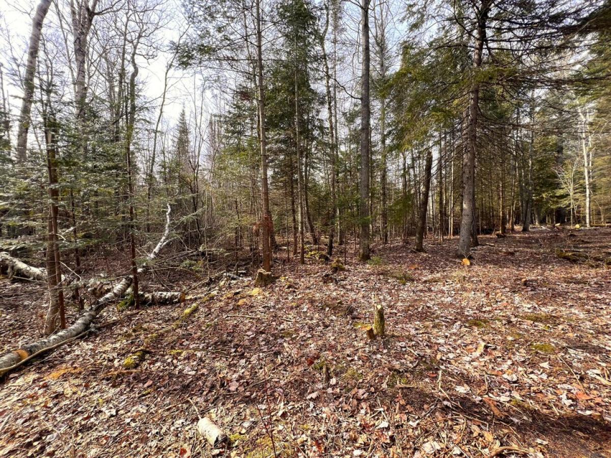 Picture of Residential Land For Sale in Cheboygan, Michigan, United States