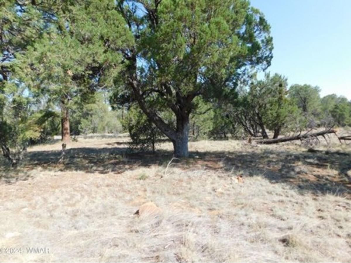 Picture of Residential Land For Sale in Overgaard, Arizona, United States