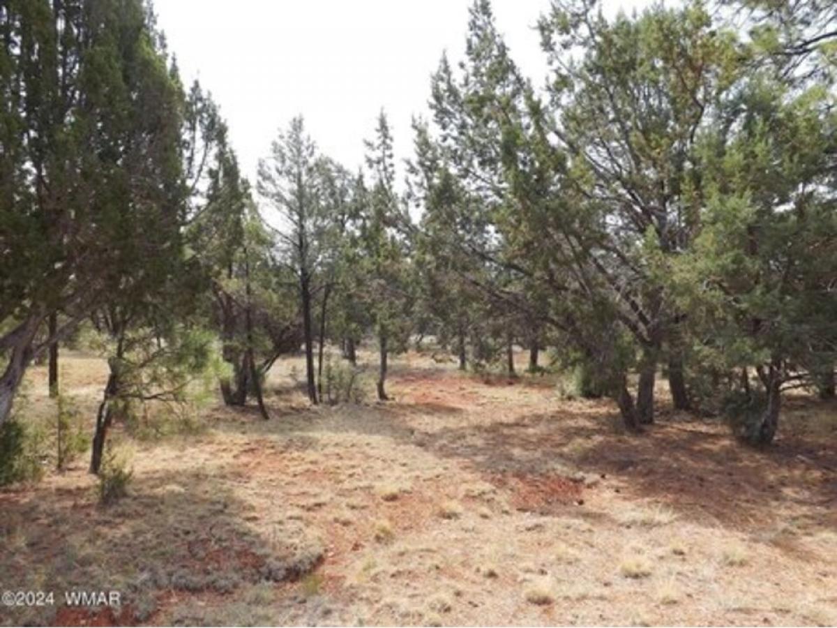 Picture of Residential Land For Sale in Overgaard, Arizona, United States