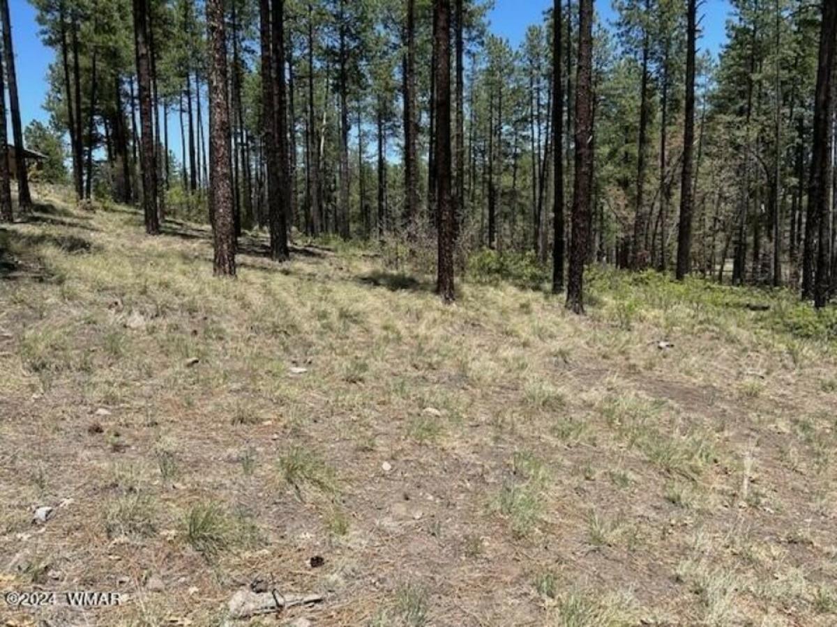 Picture of Residential Land For Sale in Alpine, Arizona, United States