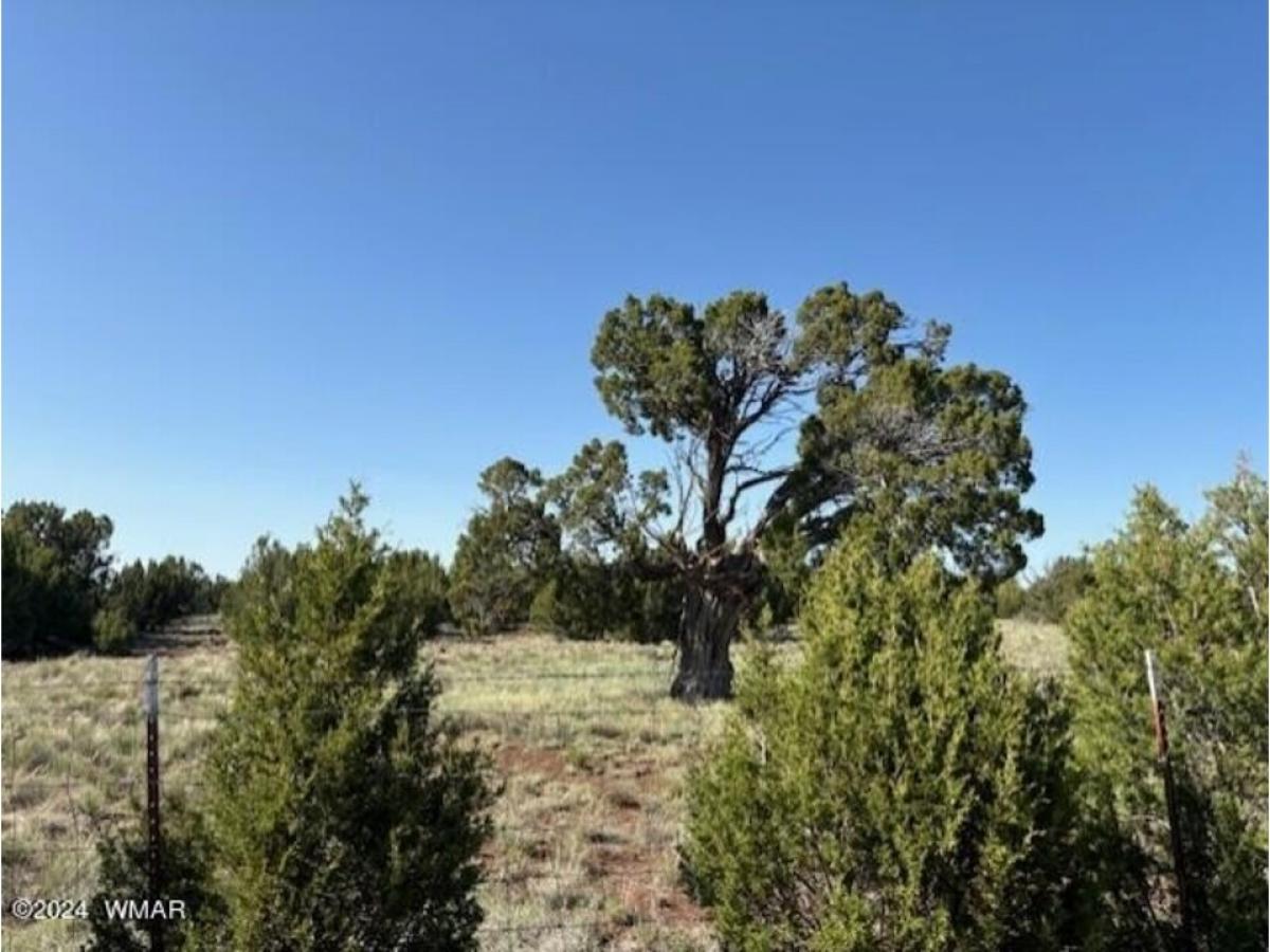 Picture of Residential Land For Sale in Vernon, Arizona, United States