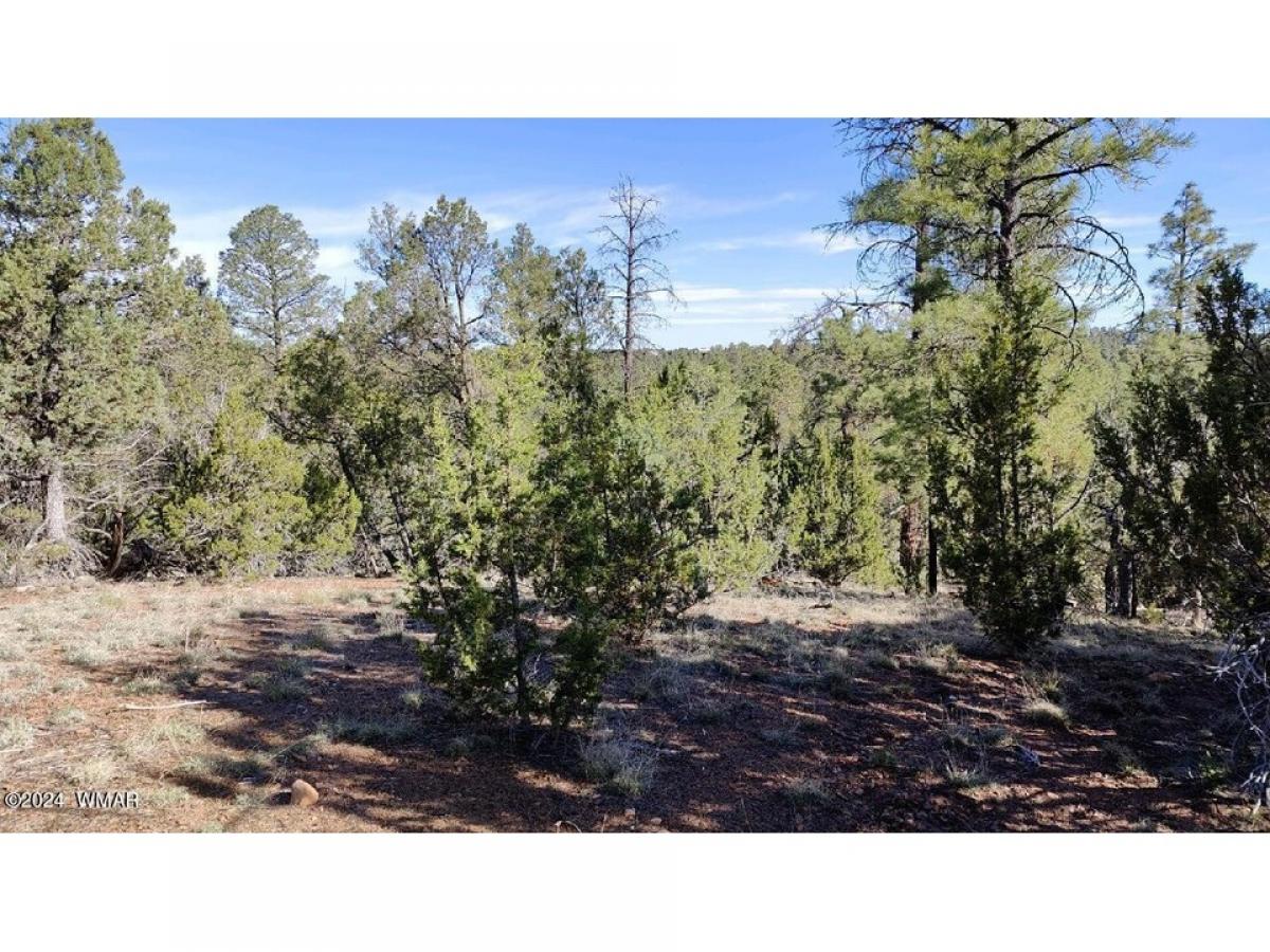 Picture of Residential Land For Sale in Overgaard, Arizona, United States