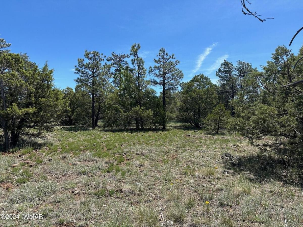 Picture of Residential Land For Sale in Lakeside, Arizona, United States