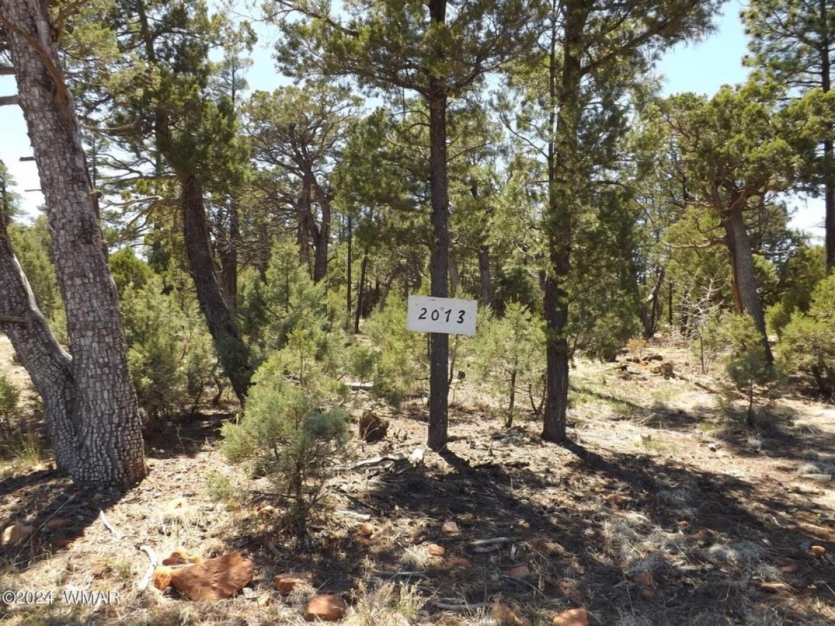 Picture of Residential Land For Sale in Overgaard, Arizona, United States