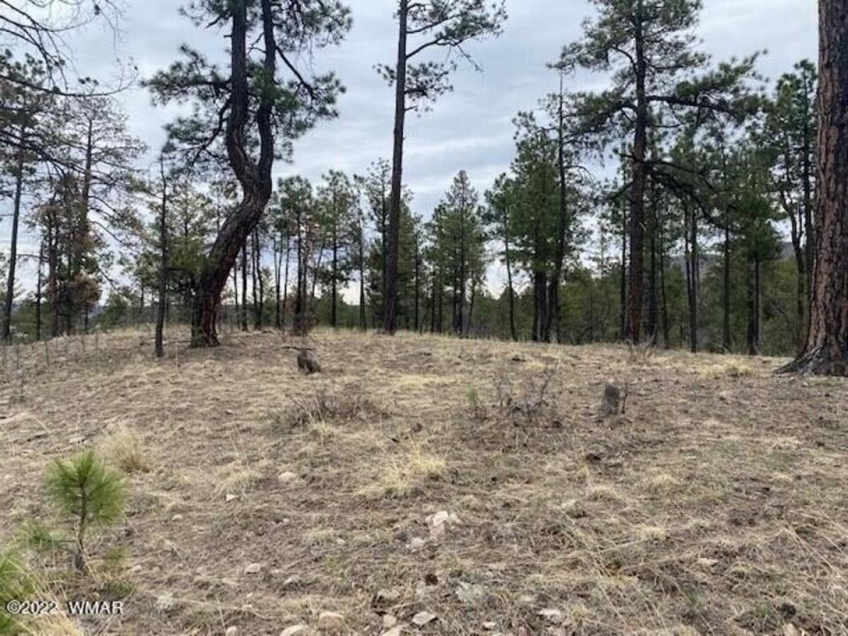 Picture of Residential Land For Sale in Alpine, Arizona, United States