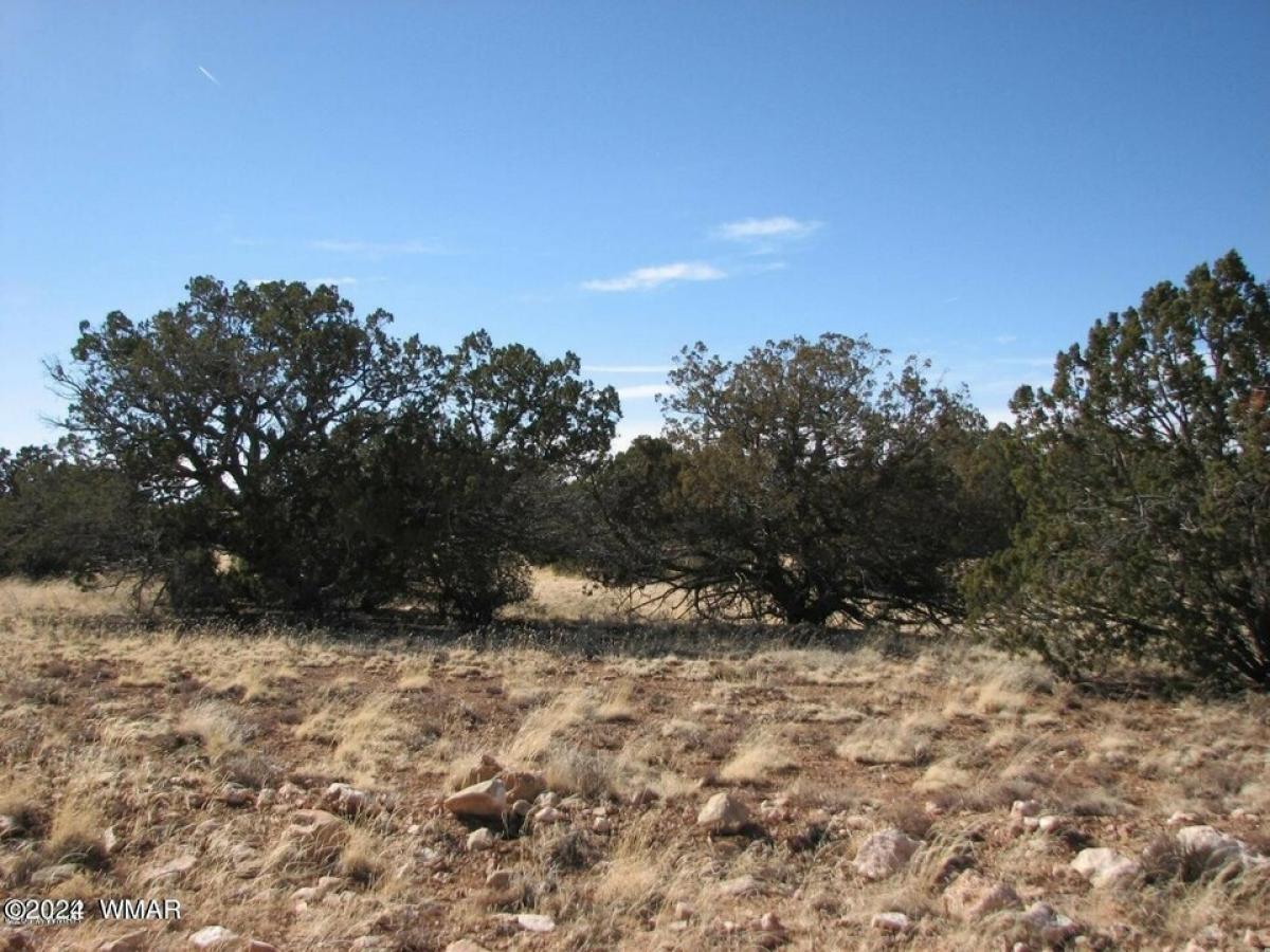 Picture of Residential Land For Sale in Heber, Arizona, United States