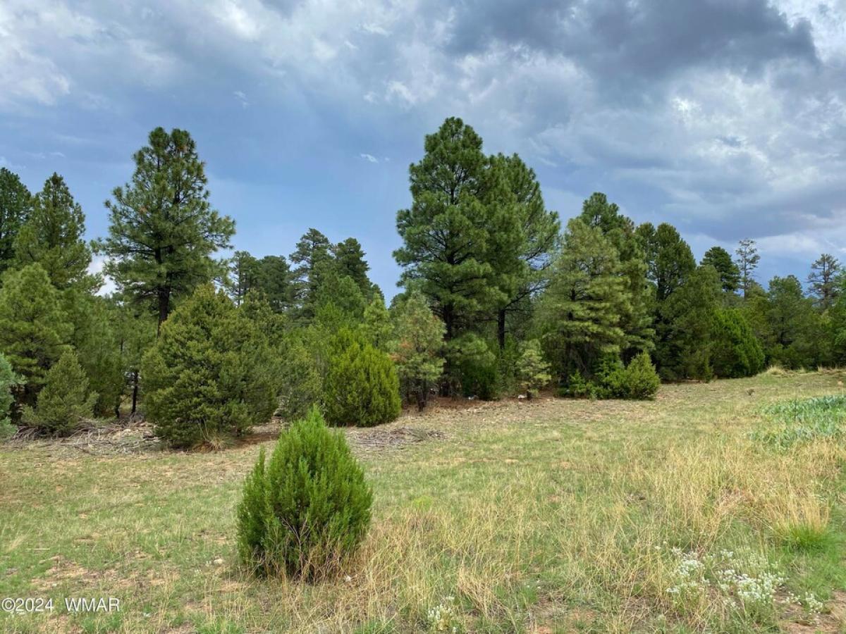 Picture of Residential Land For Sale in Heber, Arizona, United States