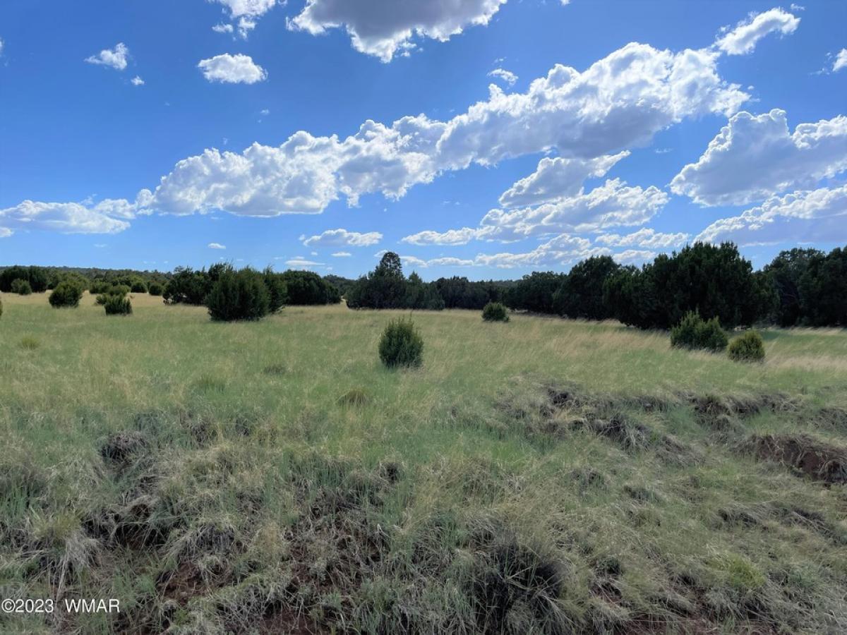 Picture of Residential Land For Sale in Concho, Arizona, United States