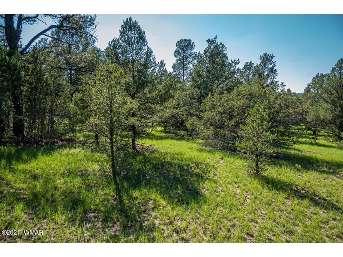 Picture of Residential Land For Sale in Nutrioso, Arizona, United States