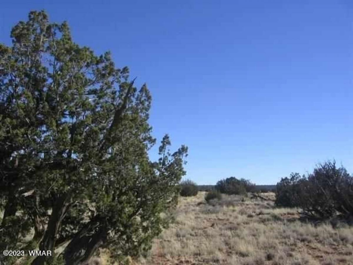 Picture of Residential Land For Sale in Heber, Arizona, United States