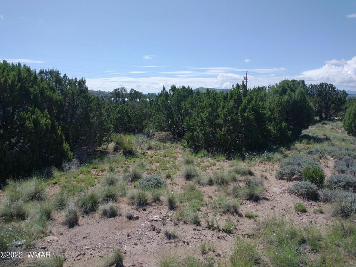 Picture of Residential Land For Sale in Concho, Arizona, United States