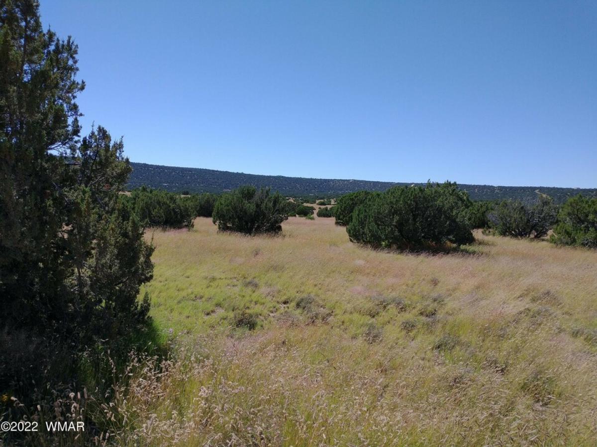 Picture of Residential Land For Sale in Concho, Arizona, United States