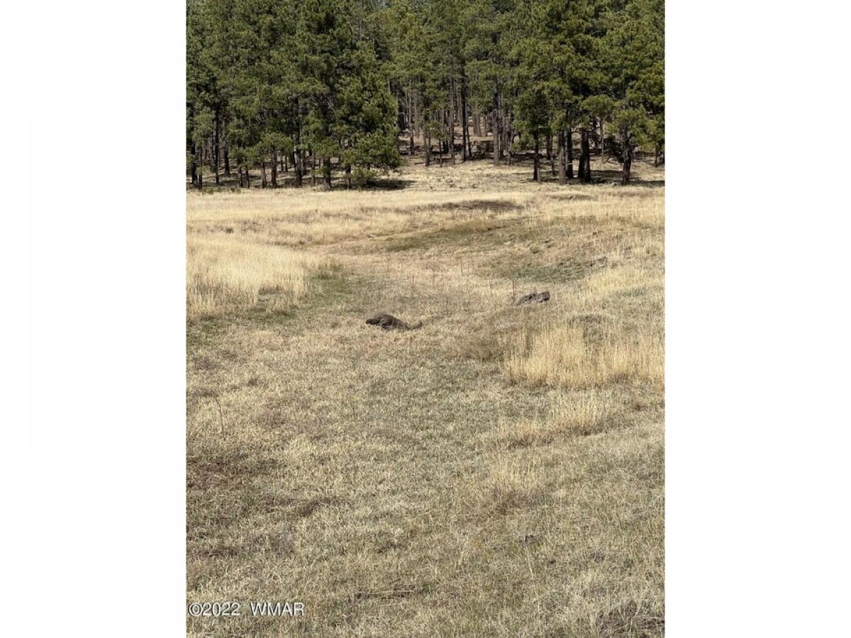 Picture of Residential Land For Sale in Alpine, Arizona, United States