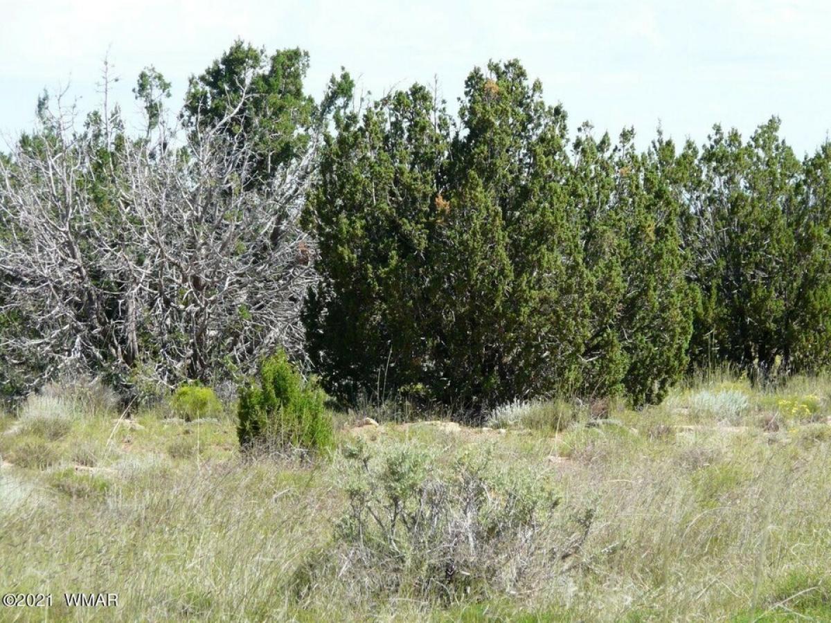 Picture of Residential Land For Sale in Heber, Arizona, United States