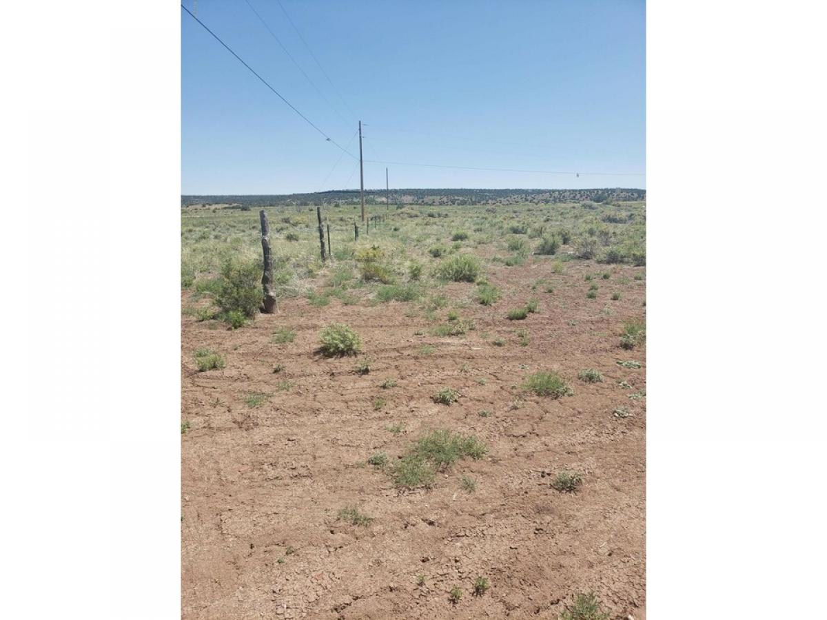 Picture of Residential Land For Sale in Concho, Arizona, United States