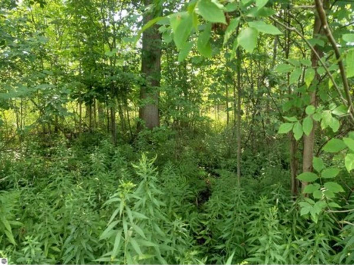 Picture of Residential Land For Sale in Au Gres, Michigan, United States