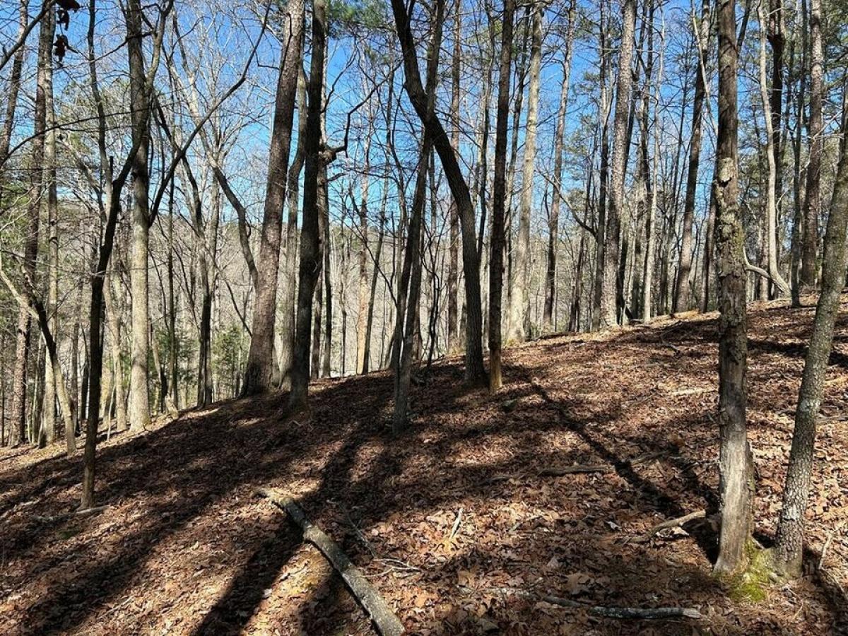 Picture of Residential Land For Sale in Ellijay, Georgia, United States