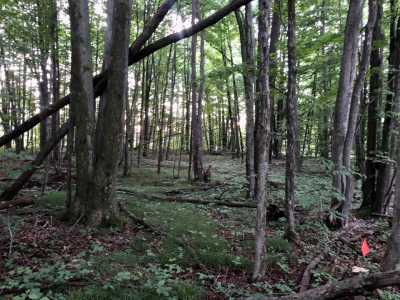 Residential Land For Sale in Harrison, Michigan