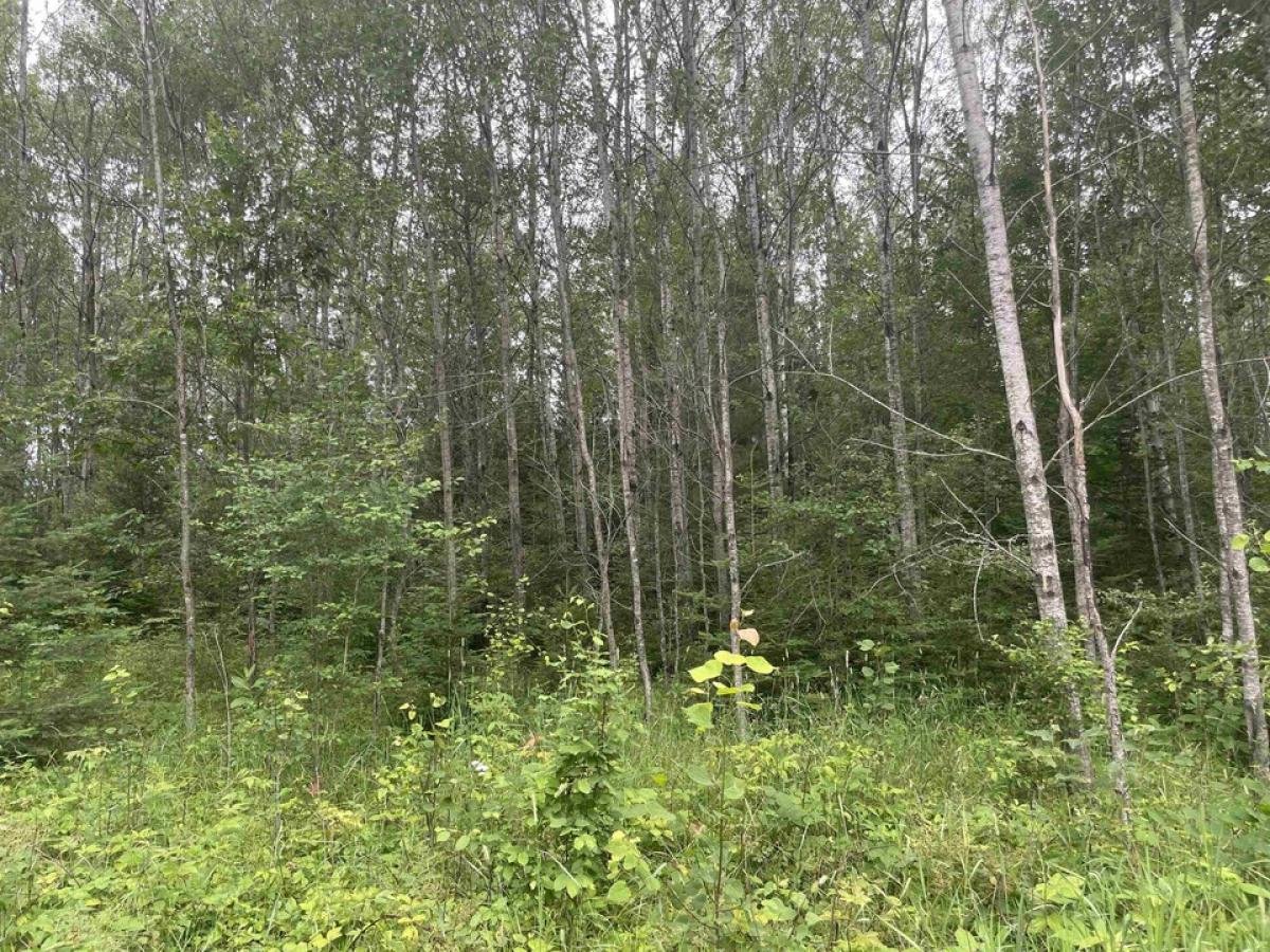 Picture of Residential Land For Sale in Mio, Michigan, United States