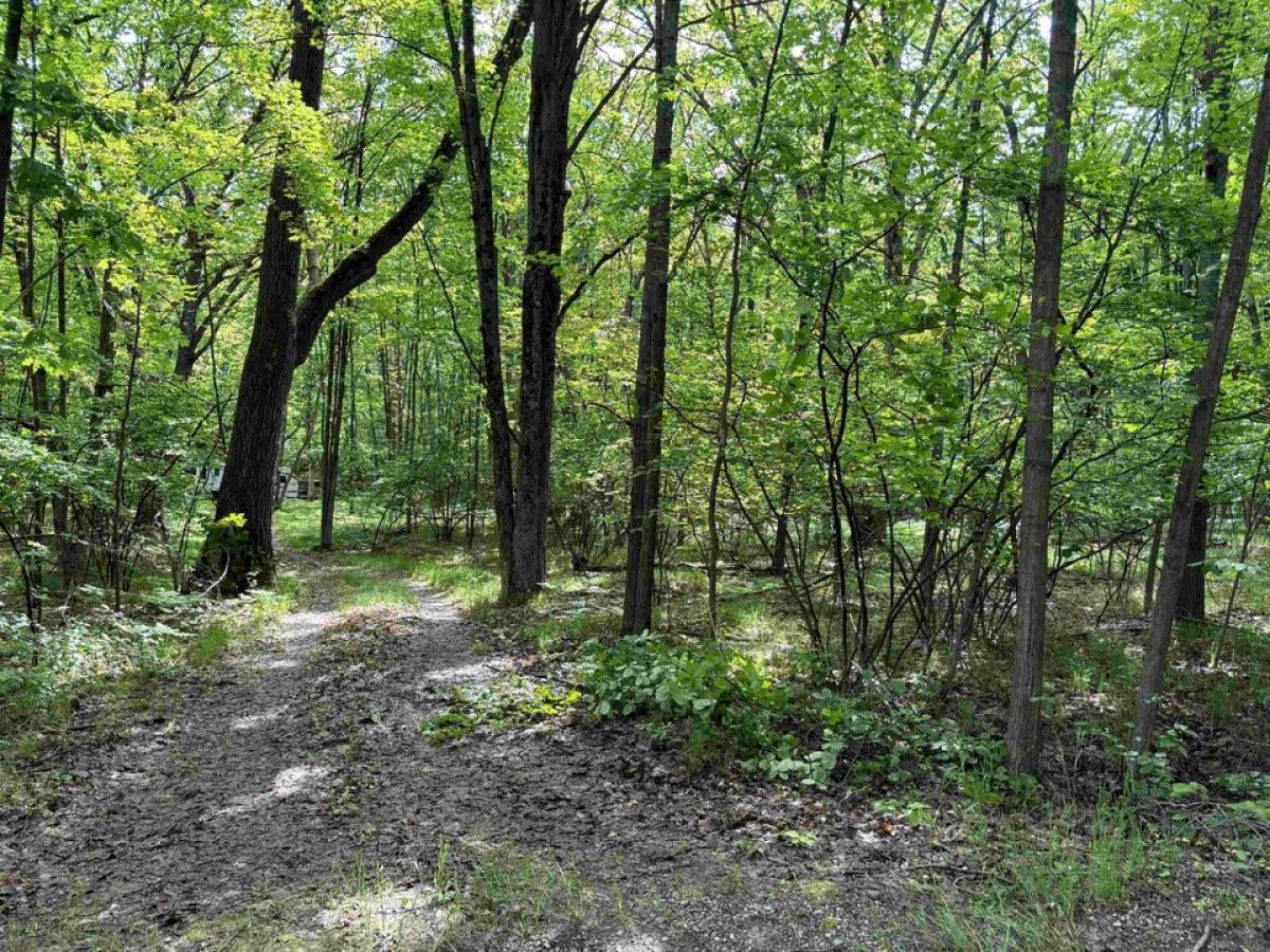 Picture of Residential Land For Sale in Farwell, Michigan, United States