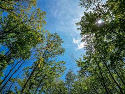 Residential Land For Sale in Harrison, Michigan