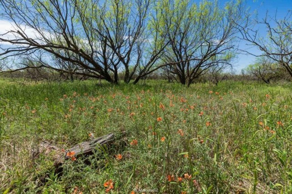 Picture of Residential Land For Sale in Aspermont, Texas, United States