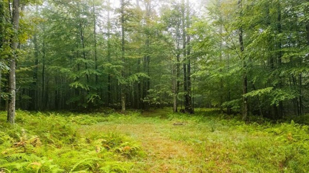 Picture of Residential Land For Sale in Galeton, Pennsylvania, United States