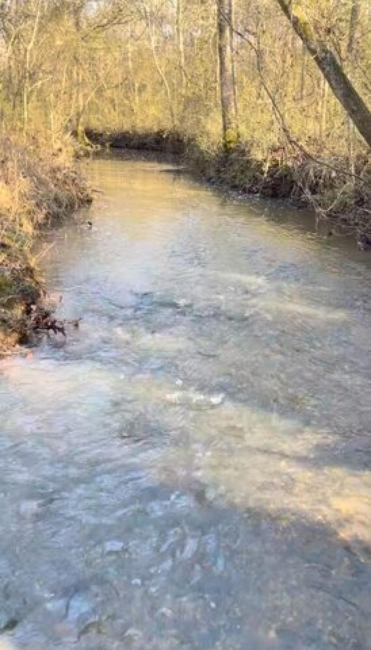 Picture of Residential Land For Sale in Town Creek, Alabama, United States