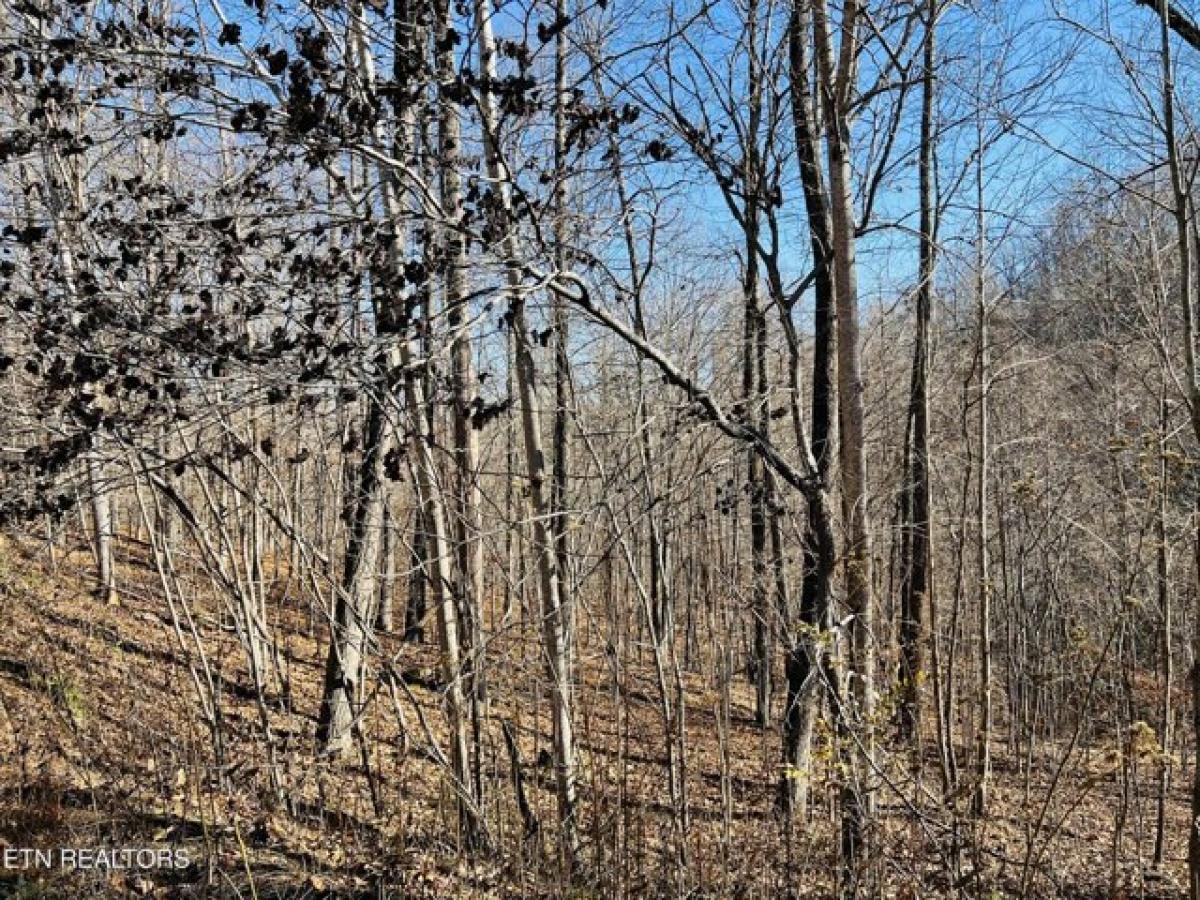 Picture of Residential Land For Sale in New Tazewell, Tennessee, United States