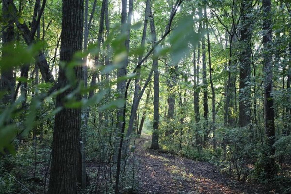 Picture of Residential Land For Sale in Sherwood, Wisconsin, United States